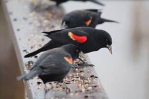 Red Winged Blackbird