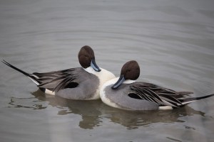 Northern Pintails