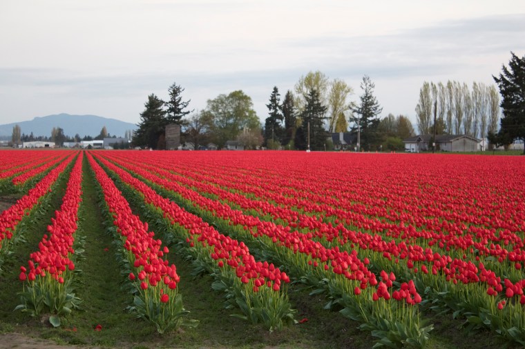 Skagit Valley Tulips