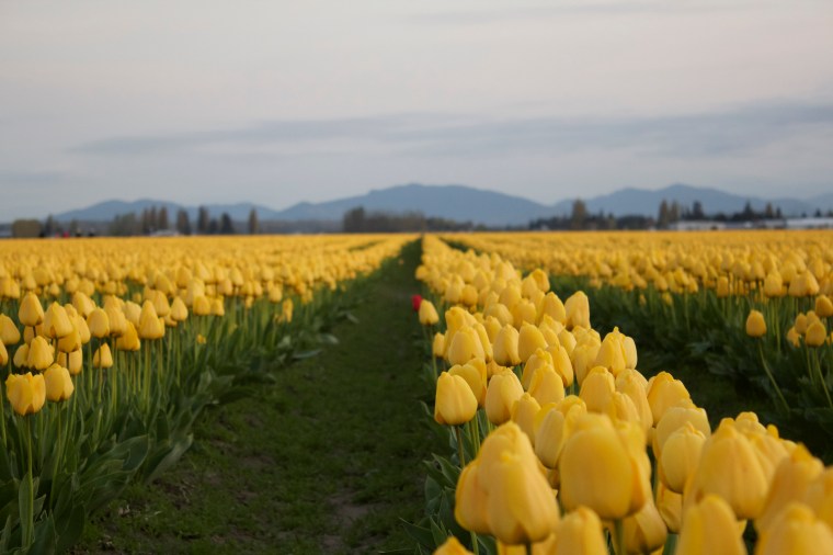 Skagit Valley Tulips