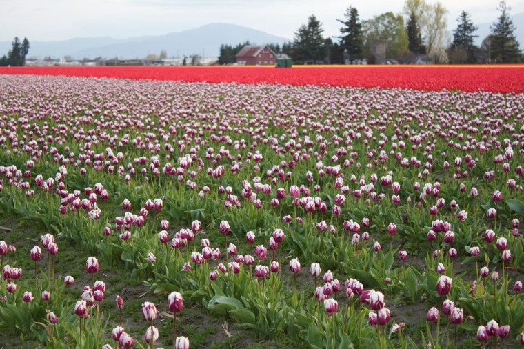 Skagit Valley Tulips