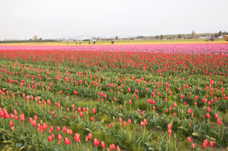 Skagit Valley Tulips