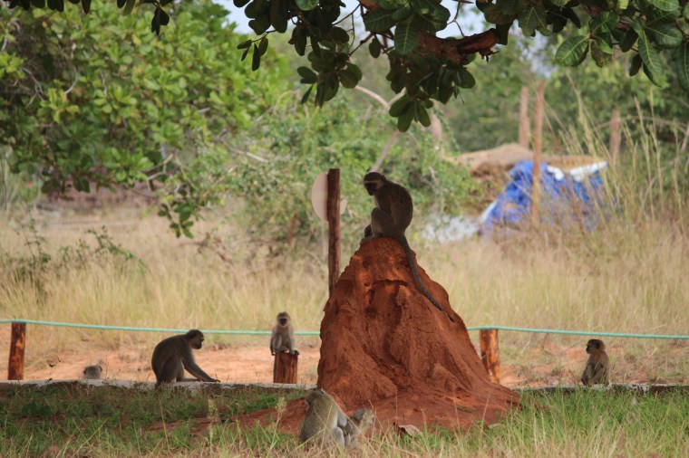 More vervet monkeys