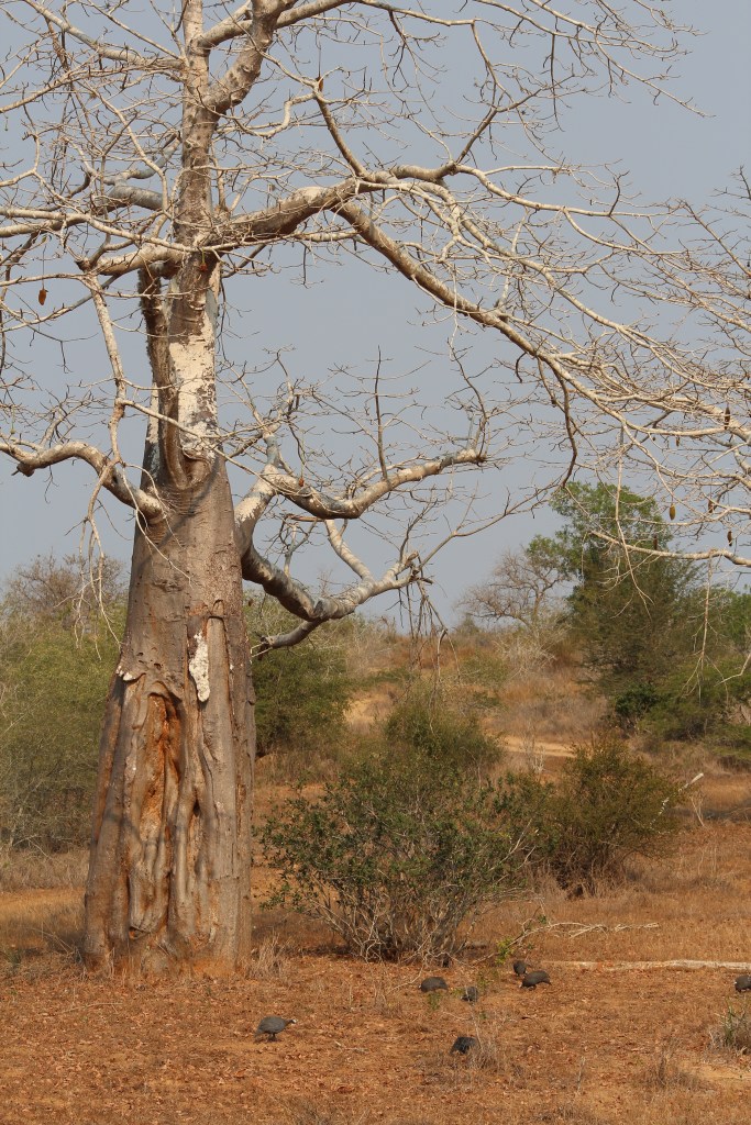 Imbondeiro (baobab) tree and guineafowl