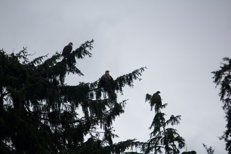 Bald Eagles!