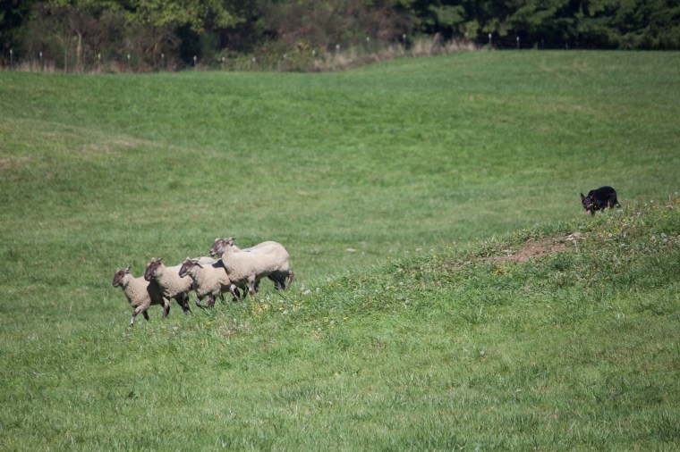 Vashon Sheepdog Classic