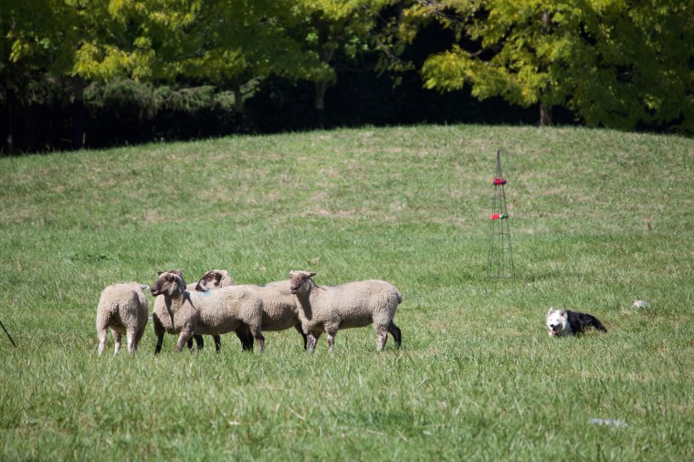 Vashon Sheepdog Classic