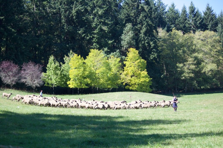 Vashon Sheepdog Classic