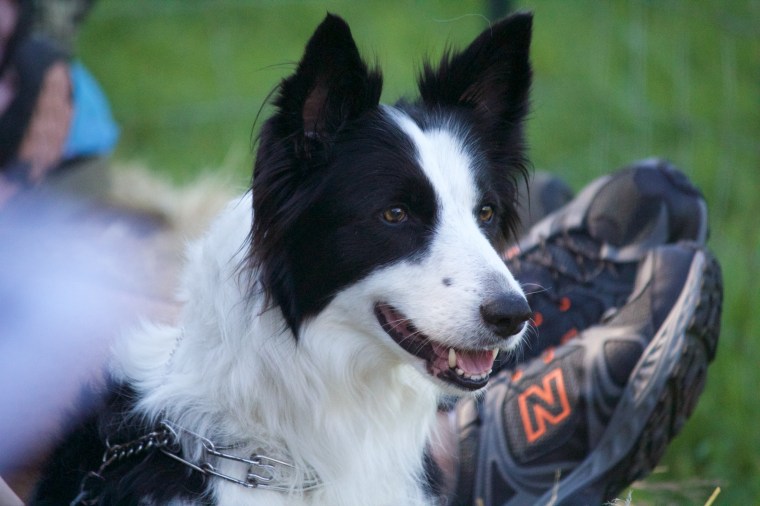 Vashon Sheepdog Classic