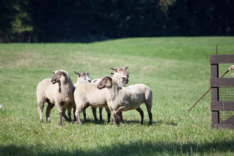 Vashon Sheepdog Classic