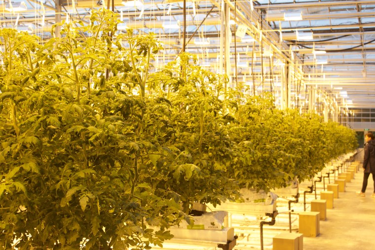 Friðheimar Geothermal Greenhouse