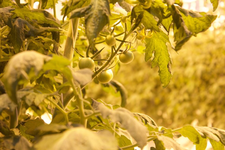 Friðheimar Geothermal Greenhouse