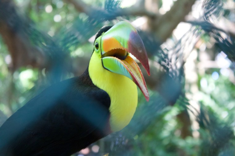 Toucan outside the bird aviary! Me...inside!
