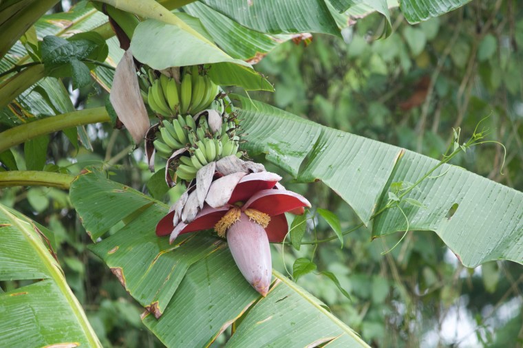 Tortuguero National Park