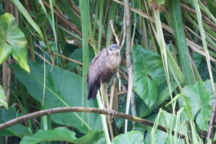 Tortuguero National Park